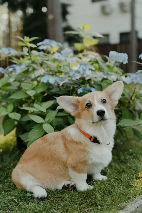 Corgi dog sitting in a garden among blue hydrangea flowers