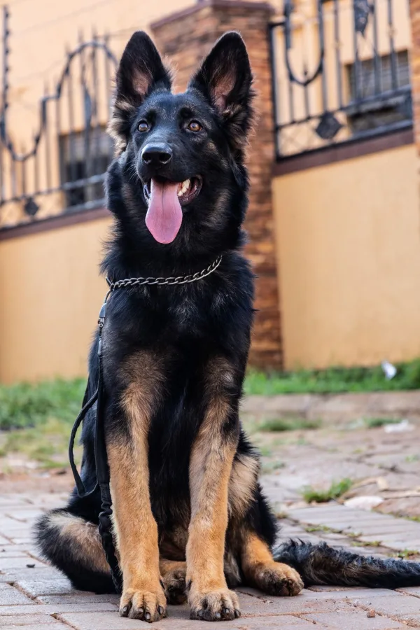 German Shepherd dog sitting outdoors with tongue out