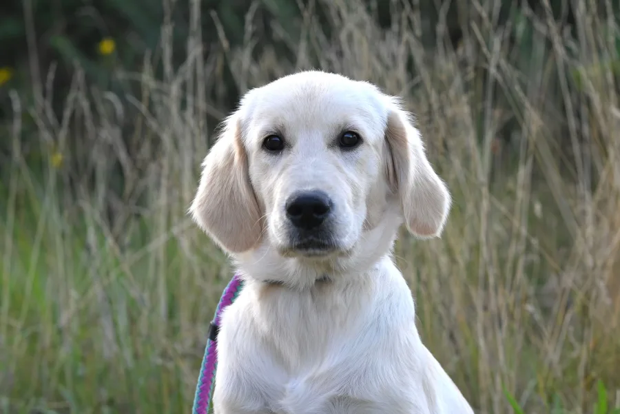 Cream-coloured Golden Retriever puppy portrait outdoors