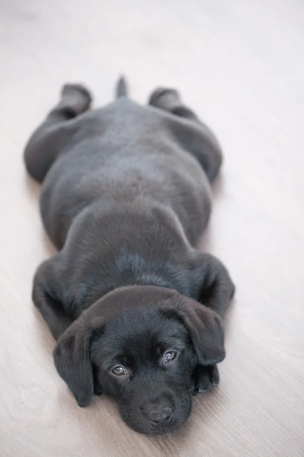 Black Labrador puppy lying down indoors looking at the camera