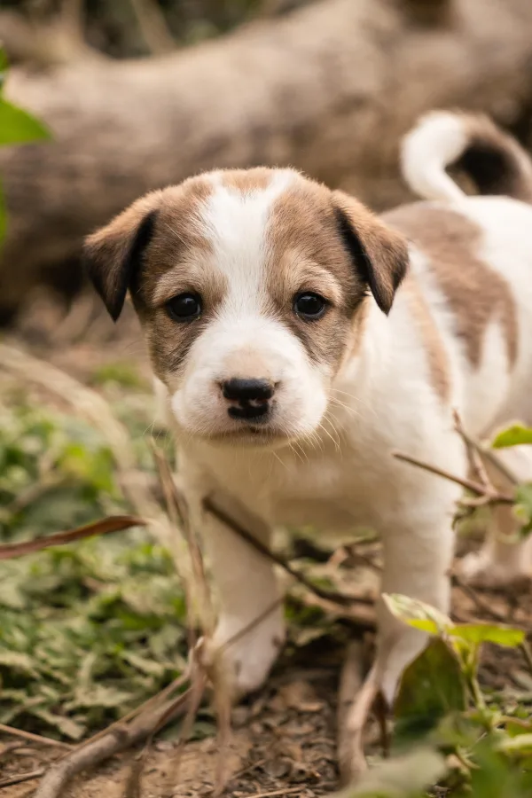 Tan and white mixed-breed puppy standing outdoors