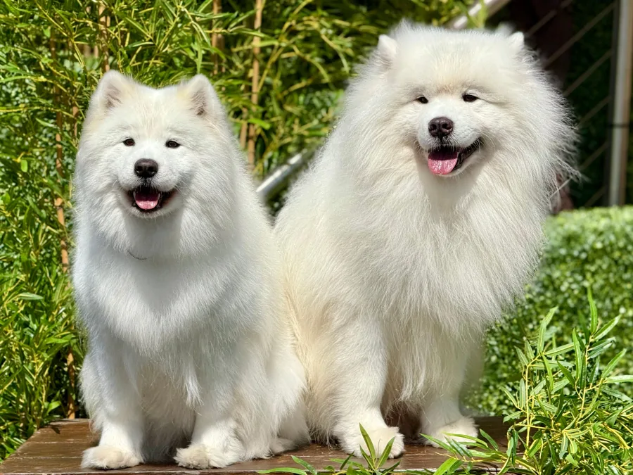 Two fluffy white Samoyed dogs sitting together outdoors